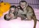 Capuchins Monkey Animals for sale in Honolulu, HI 96801, USA. price: NA