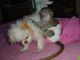 Capuchins Monkey Animals for sale in Fremont, CA, USA. price: NA