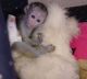 Capuchins Monkey Animals for sale in Sacramento, CA 94203, USA. price: NA