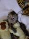 Capuchins Monkey Animals for sale in University Ave, San Diego, CA, USA. price: NA