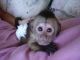 Capuchins Monkey Animals for sale in Sacramento, CA 94203, USA. price: $500