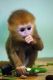 Capuchins Monkey Animals for sale in Honolulu, HI, USA. price: NA