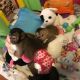 Capuchins Monkey Animals for sale in Fort Worth, TX, USA. price: $500