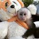 Capuchins Monkey Animals for sale in Cambridge, ON N1R, Canada. price: NA