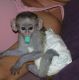 Capuchins Monkey Animals for sale in Fort Worth, TX 76101, USA. price: $500