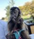 Capuchins Monkey Animals for sale in Sacramento, CA, USA. price: NA