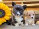 Cardigan Welsh Corgi Puppies for sale in Cleveland, TX, USA. price: $1,400