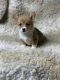 Cardigan Welsh Corgi Puppies for sale in Camp Verde, AZ 86322, USA. price: $1,500