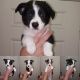 Cardigan Welsh Corgi Puppies for sale in Conroe, TX, USA. price: $600