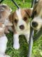 Cardigan Welsh Corgi Puppies for sale in Leonard, MI 48367, USA. price: $800