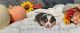 Cardigan Welsh Corgi Puppies for sale in Idabel, OK 74745, USA. price: $80,000