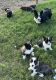 Cardigan Welsh Corgi Puppies