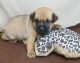 Carlin Pinscher Puppies for sale in Detroit, MI, USA. price: NA