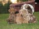 Catahoula Bulldog Puppies