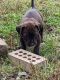Catahoula Cur Puppies for sale in Oswego, NY, USA. price: $100