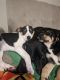 Catahoula Cur Puppies for sale in 11139 NW 39th St, Sunrise, FL 33351, USA. price: $300