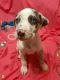 Catahoula Cur Puppies for sale in Ozark County, MO, USA. price: $300