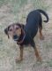 Catahoula Cur Puppies for sale in Lubbock, TX, USA. price: $3,000