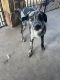 Catahoula Cur Puppies for sale in Collinsville, Oklahoma. price: $50