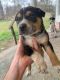 Catahoula Cur Puppies for sale in Palestine, Texas. price: $125