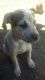 Catahoula Cur Puppies for sale in Amarillo, TX, USA. price: NA