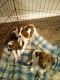 Catahoula Cur Puppies for sale in Austin, TX, USA. price: $125