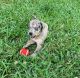 Catahoula Leopard Puppies for sale in San Francisco, CA, USA. price: $700