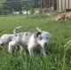 Catahoula Leopard Puppies for sale in San Francisco, CA, USA. price: $600