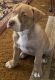 Catahoula Leopard Puppies for sale in Riverside, CA 92505, USA. price: $100