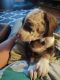 Catahoula Leopard Puppies for sale in Madison, SD 57042, USA. price: NA