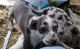 Catahoula Leopard Puppies for sale in Pullman, MI 49450, USA. price: NA