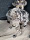 Catahoula Leopard Puppies for sale in Pullman, MI 49450, USA. price: NA