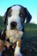 Catahoula Leopard Puppies for sale in Florence, TX 76527, USA. price: $1,000