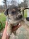 Catahoula Leopard Puppies for sale in Palestine, Texas. price: $150