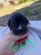 Catahoula Leopard Puppies for sale in Melbourne, Florida. price: $400