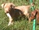 Catahoula Leopard Puppies for sale in Branson, MO 65616, USA. price: NA