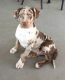 Catahoula Leopard Puppies for sale in San Diego, CA, USA. price: $1,200