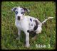 NALC Catahoula Puppies For sale