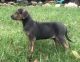 Catahoula Leopard Puppies for sale in Chillicothe, OH 45601, USA. price: NA