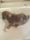 Catahoula Leopard Puppies for sale in Lampe, MO 65681, USA. price: NA