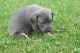 Catahoula Leopard Puppies for sale in Milan, IL, USA. price: $300