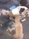 Catahoula Leopard Puppies for sale in Bakersfield, CA 93306, USA. price: $200