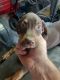 Catahoula Leopard Puppies for sale in Millen, GA 30442, USA. price: NA
