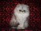 Persian Cats for sale in Islamabad, Pakistan. price: 30000 PKR