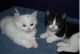 Munchkin Cats for sale in Boise, ID, USA. price: NA