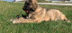 Caucasian/Spanish Mastiff
