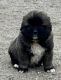Caucasian Shepherd Puppies for sale in Phelan, CA 92371, USA. price: $1,000