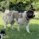 Caucasian Shepherd Puppies for sale in Standish, MI 48658, USA. price: $500