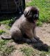 Caucasian Shepherd Puppies for sale in Wisdom, MT 59761, USA. price: $1,100
