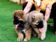 Caucasian Shepherd Puppies for sale in Indianapolis, IN, USA. price: NA